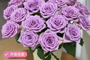 紫色玫瑰品種大揭秘！2026年最值得入手的十大紫玫瑰