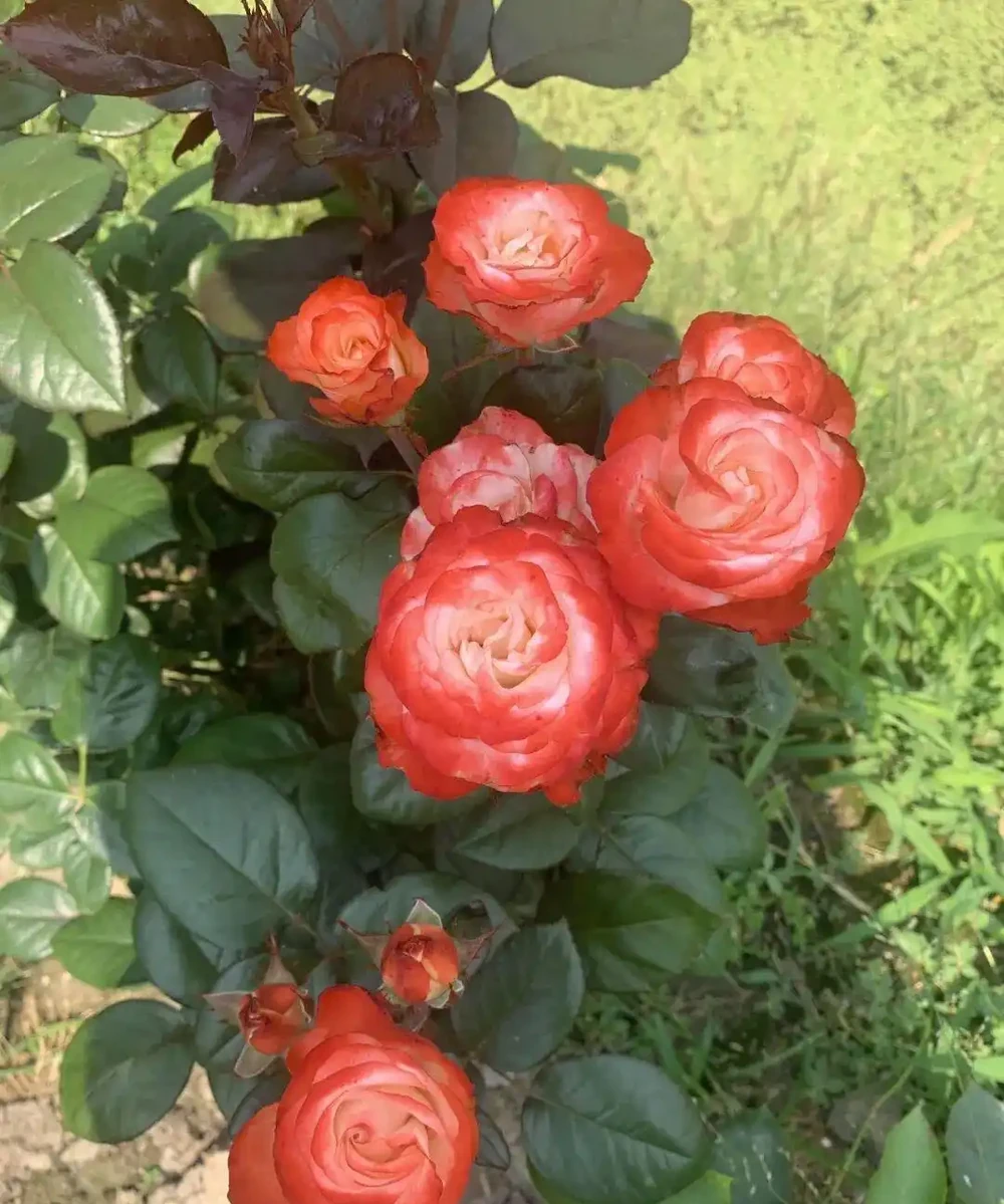 喝醋就瘋長!這3種「喜酸狂魔」花草,10天一遍醋,不黃葉不腐根!