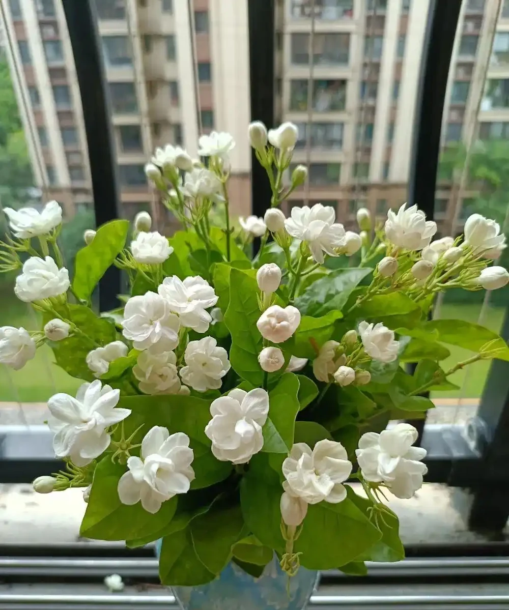 喝醋就瘋長!這3種「喜酸狂魔」花草,10天一遍醋,不黃葉不腐根!