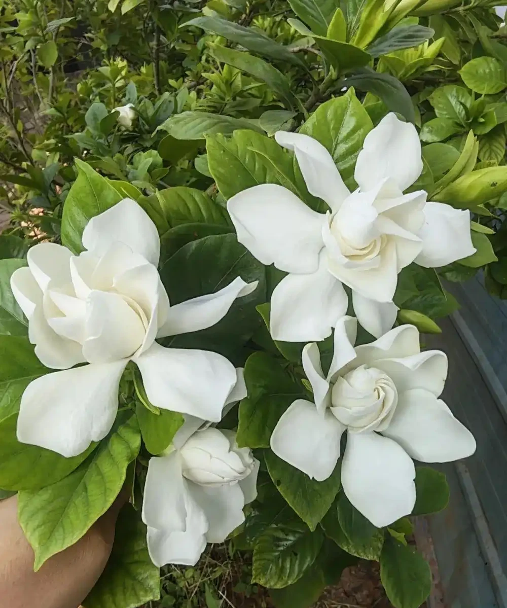 喝醋就瘋長!這3種「喜酸狂魔」花草,10天一遍醋,不黃葉不腐根!