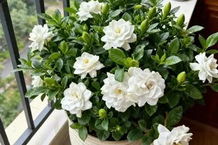 喝醋就瘋長！這3種「喜酸狂魔」花草，10天一遍醋，不黃葉不腐根！