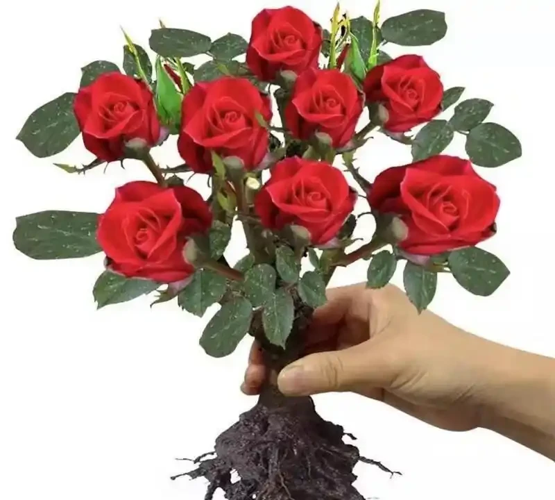 2026十大紅玫瑰測評,香味花型抗病性全對比
