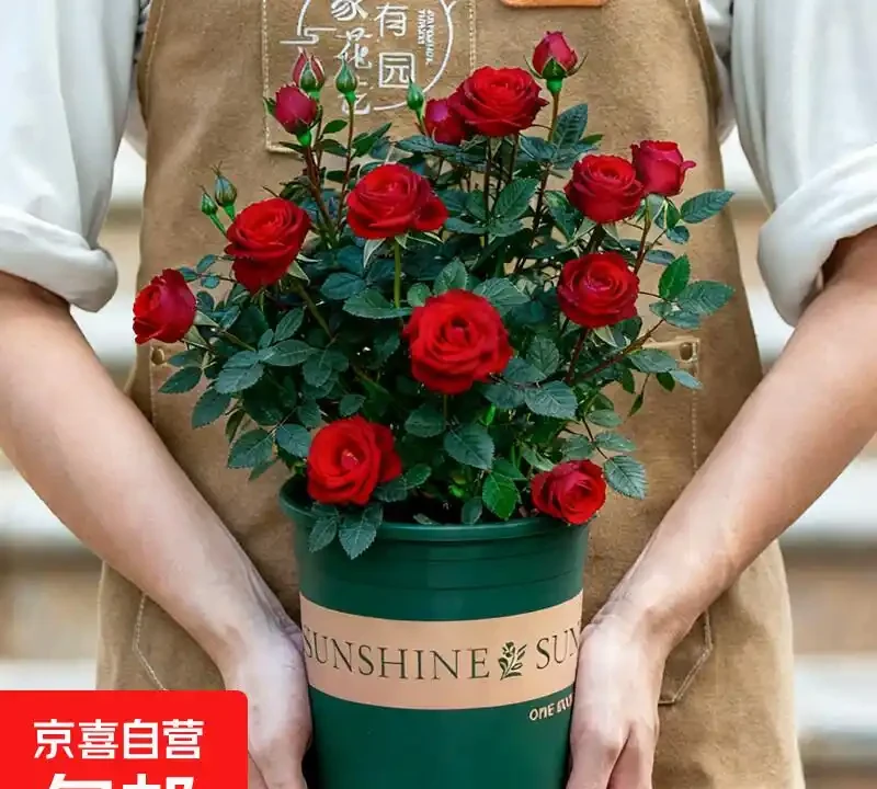 2026十大紅玫瑰測評,香味花型抗病性全對比
