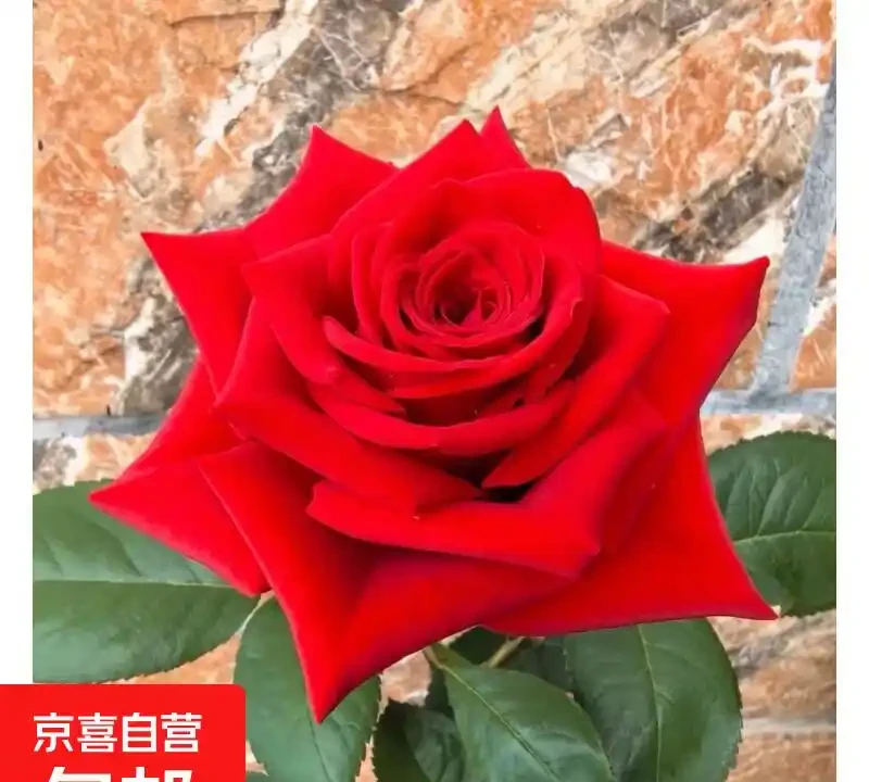 2026十大紅玫瑰測評,香味花型抗病性全對比