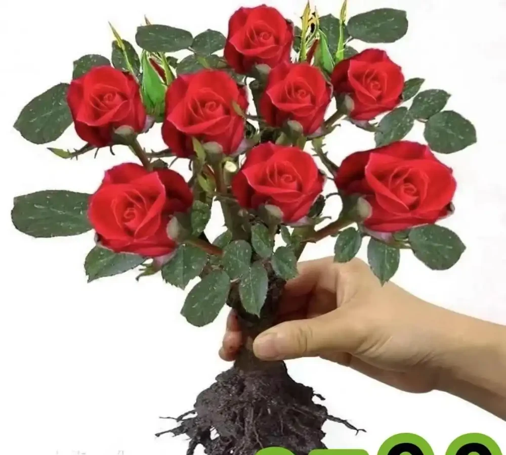 2026十大紅玫瑰測評,香味花型抗病性全對比