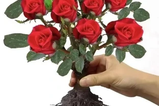 2026十大紅玫瑰測評，香味花型抗病性全對比