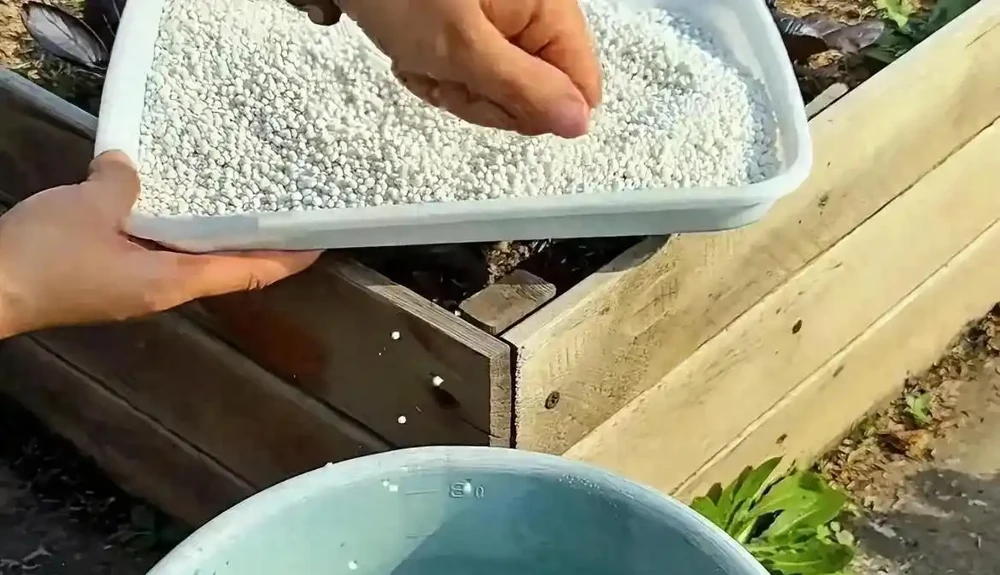 種菜人快碼住!複合肥料泡水澆菜有門道,用對方法蔬菜長勢猛、產量蹭蹭漲