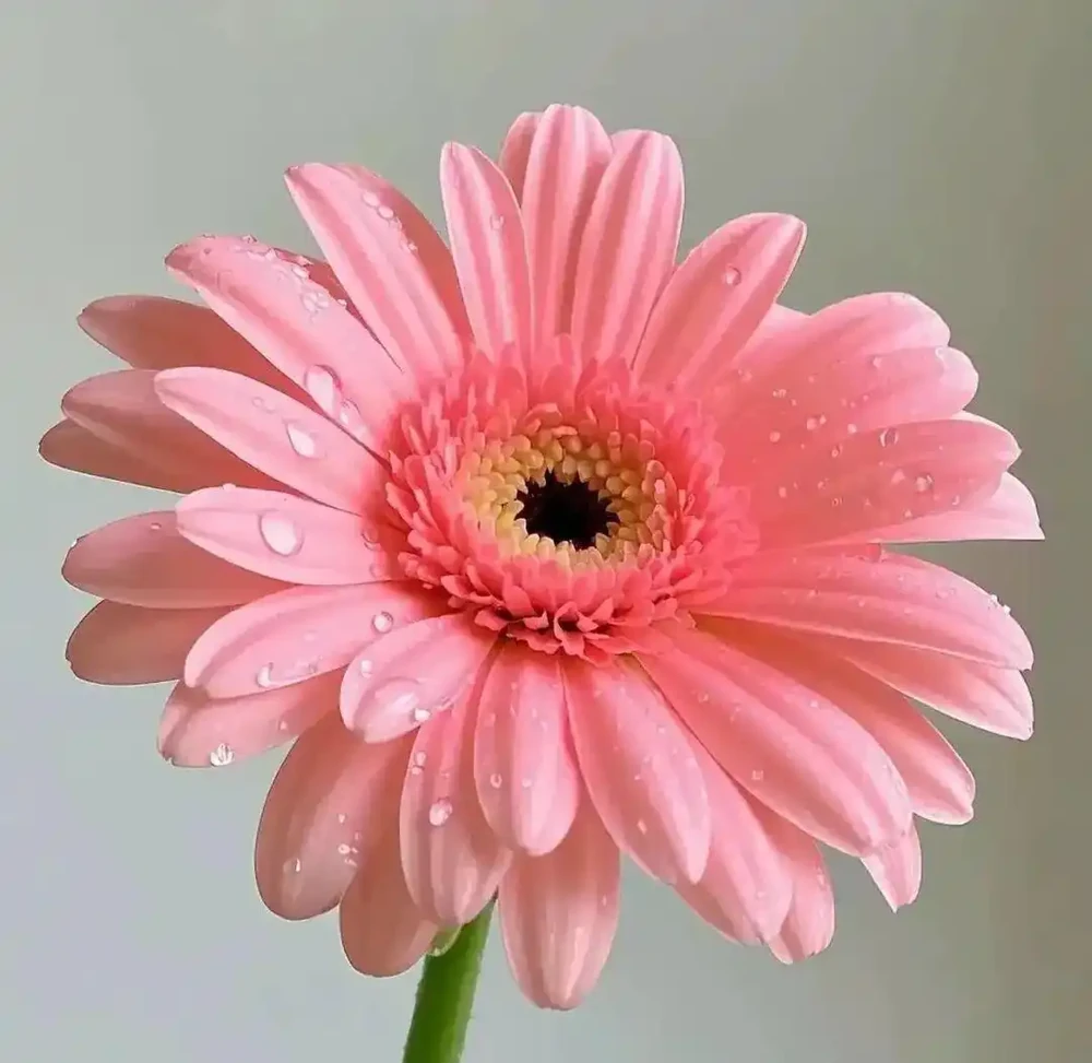 原來家裡到處都是「養花萬能肥水」!隨手澆一澆,葉綠花旺、年年爆花
