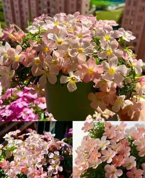 原來家裡到處都是「養花萬能肥水」!隨手澆一澆,葉綠花旺、年年爆花