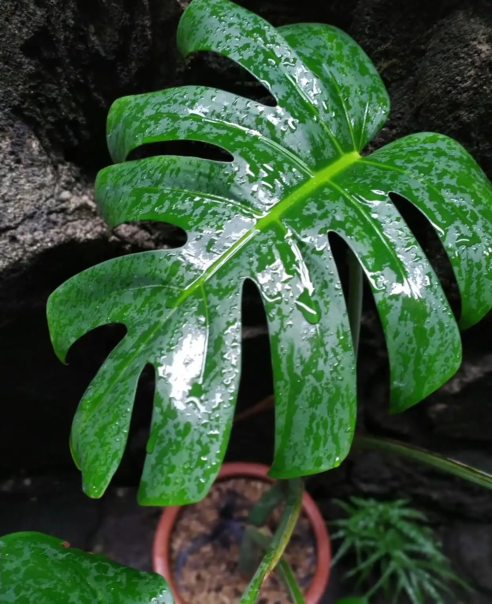9 月養龜背芋,記住 2 看 1 澆,再也不開裂黃葉