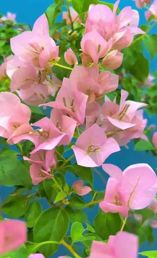 原來家裡到處都是「養花萬能肥水」!隨手澆一澆,葉綠花旺、年年爆花