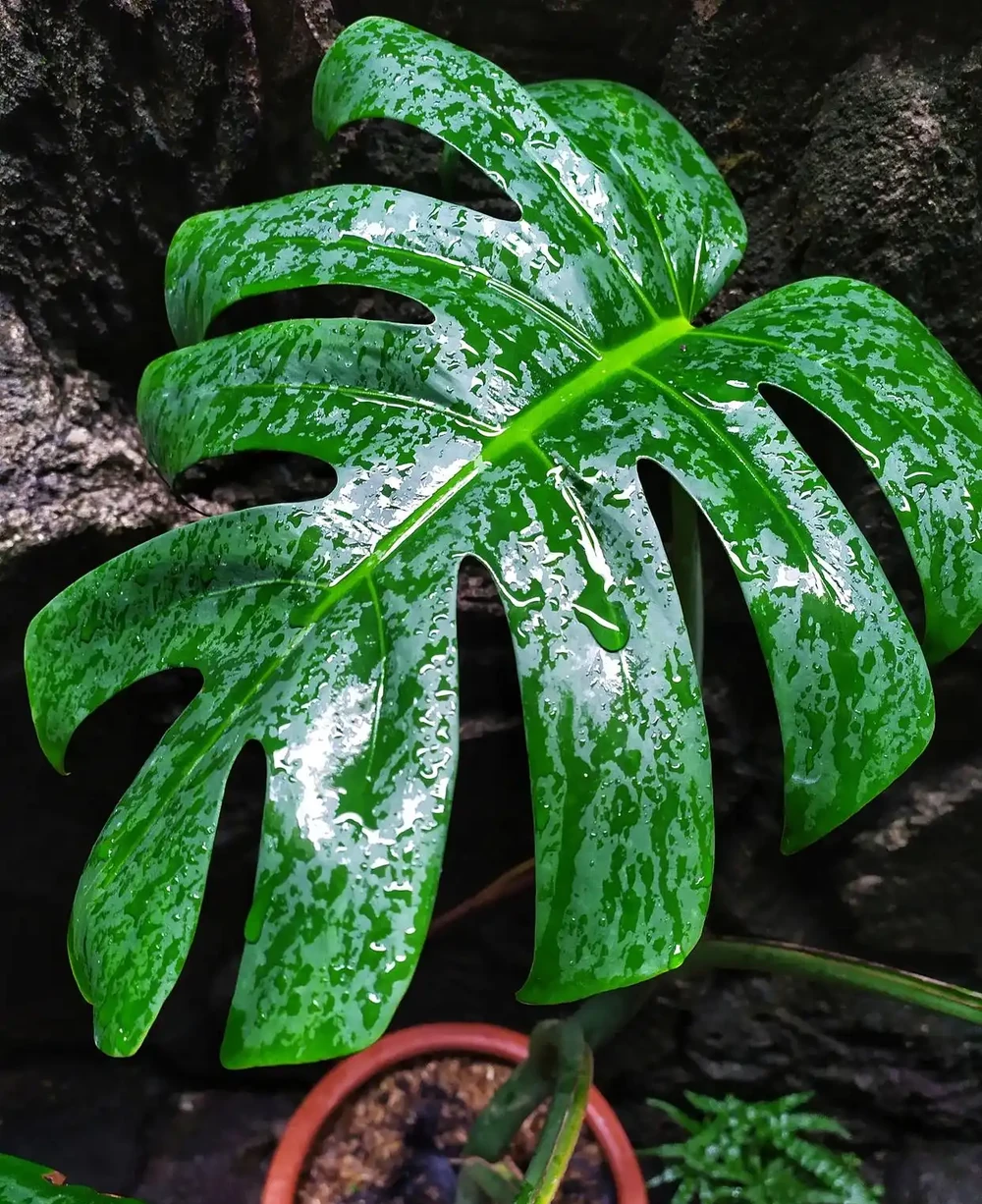 9 月養龜背芋,記住 2 看 1 澆,再也不開裂黃葉
