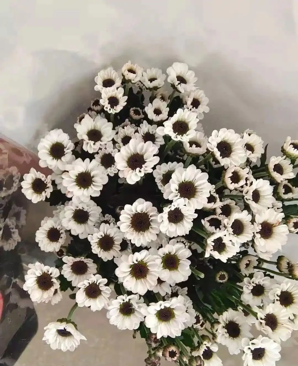 原來家裡到處都是「養花萬能肥水」!隨手澆一澆,葉綠花旺、年年爆花