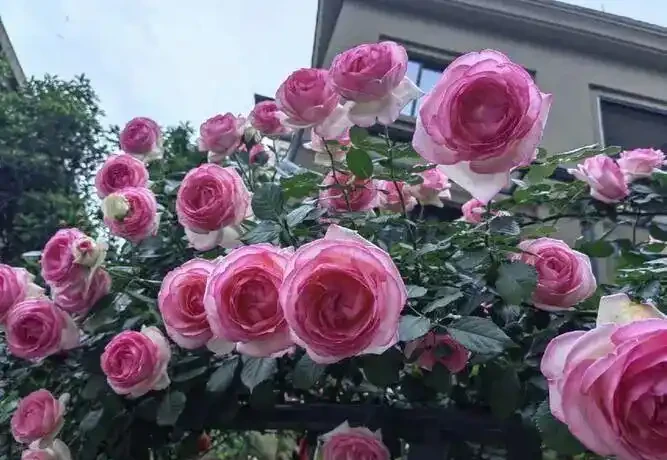 原來家裡到處都是「養花萬能肥水」!隨手澆一澆,葉綠花旺、年年爆花