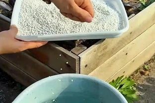 種菜人快碼住！複合肥料泡水澆菜有門道，用對方法蔬菜長勢猛、產量蹭蹭漲