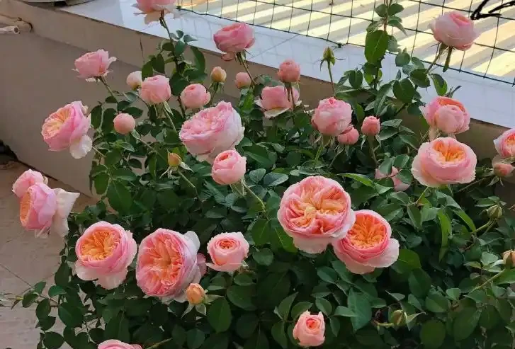 玫瑰想提前開花、爆滿枝頭?這套精準催花方法,新手也能學會