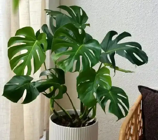 花盆底下墊點「它」,養花都不腐根,透水性絕了!