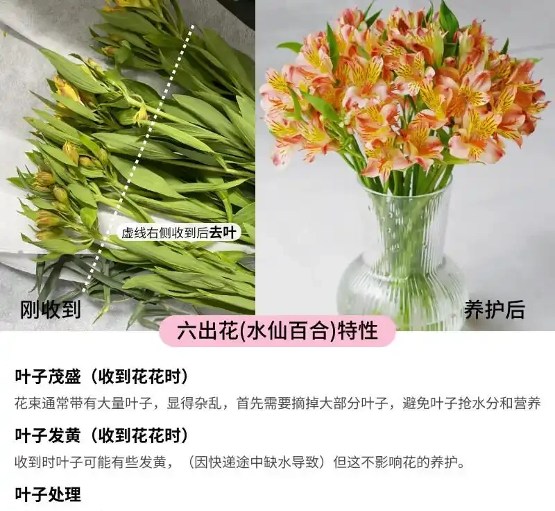 這束花,憑什麼讓挑剔的她紅了眼眶?