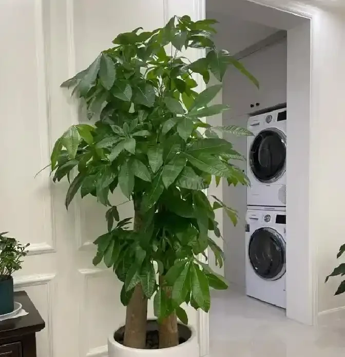 花盆底下墊點「它」,養花都不腐根,透水性絕了!