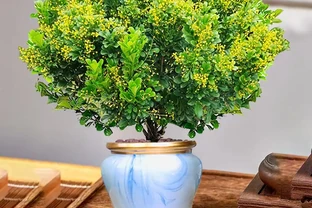 樹蘭葉子佈滿黃斑點，葉片發黃別亂剪！分清原因，保住滿樹花香