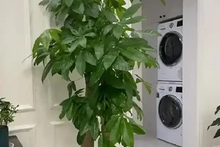 花盆底下墊點「它」，養花都不腐根，透水性絕了！
