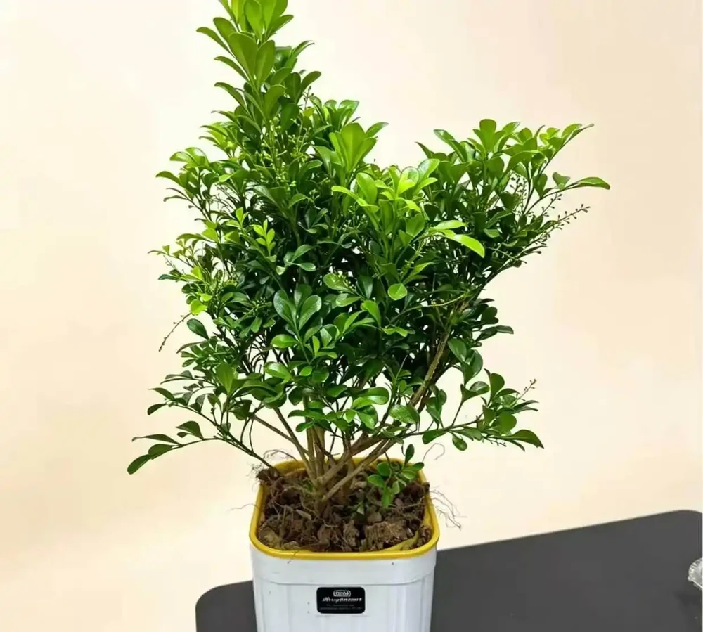 陽臺養花新寵,足不出戶就能聞到的清甜幽香