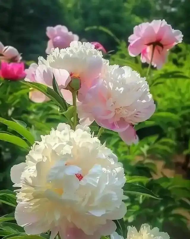芍藥葉子發黃枯萎,9種常見原因,找對才能救回來