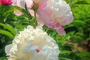 芍藥葉子發黃枯萎，9種常見原因，找對才能救回來