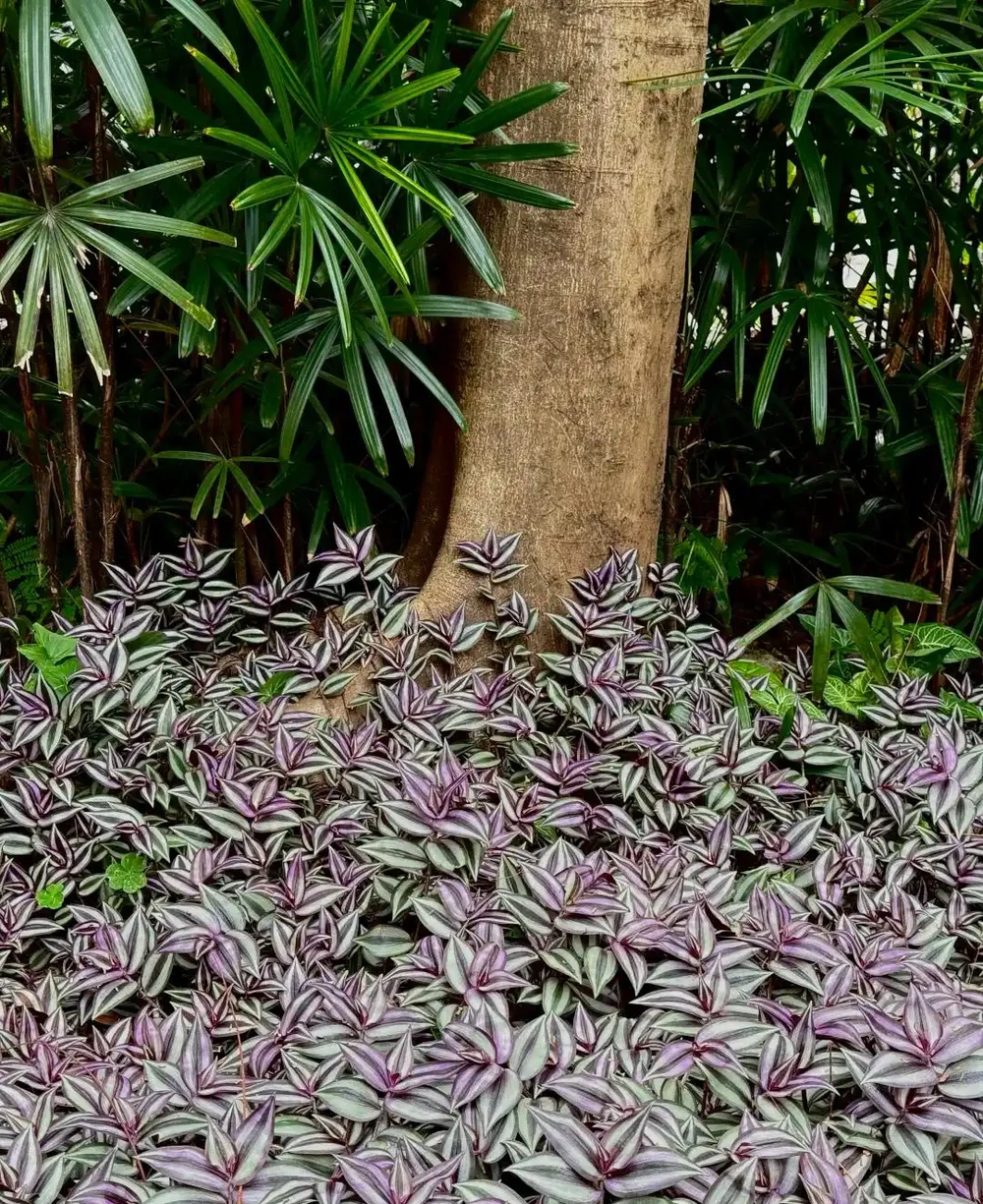 抓住秋天養花黃金期!這10種花越到秋天越要猛灌水,瘋長