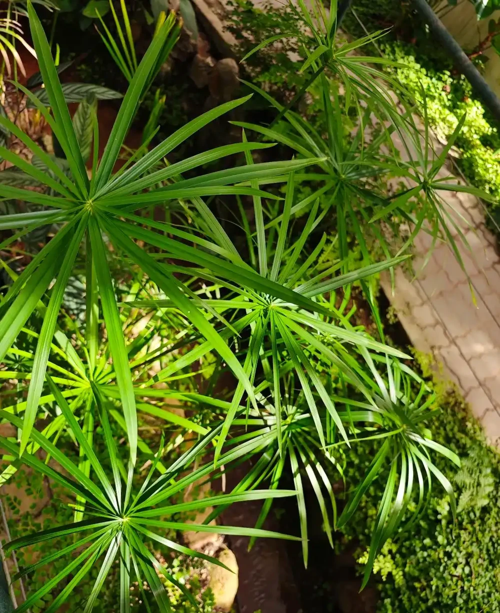抓住秋天養花黃金期!這10種花越到秋天越要猛灌水,瘋長