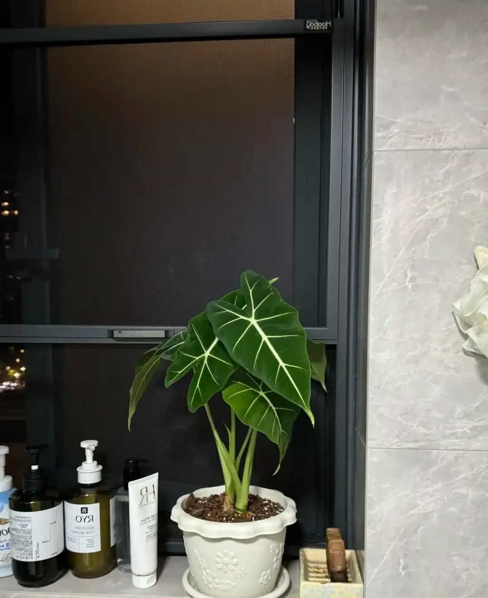 抓住秋天養花黃金期!這10種花越到秋天越要猛灌水,瘋長