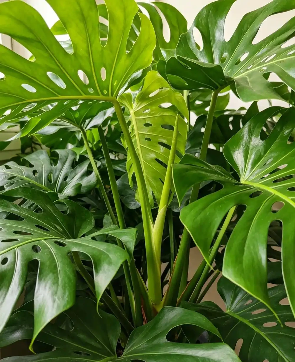 抓住秋天養花黃金期!這10種花越到秋天越要猛灌水,瘋長