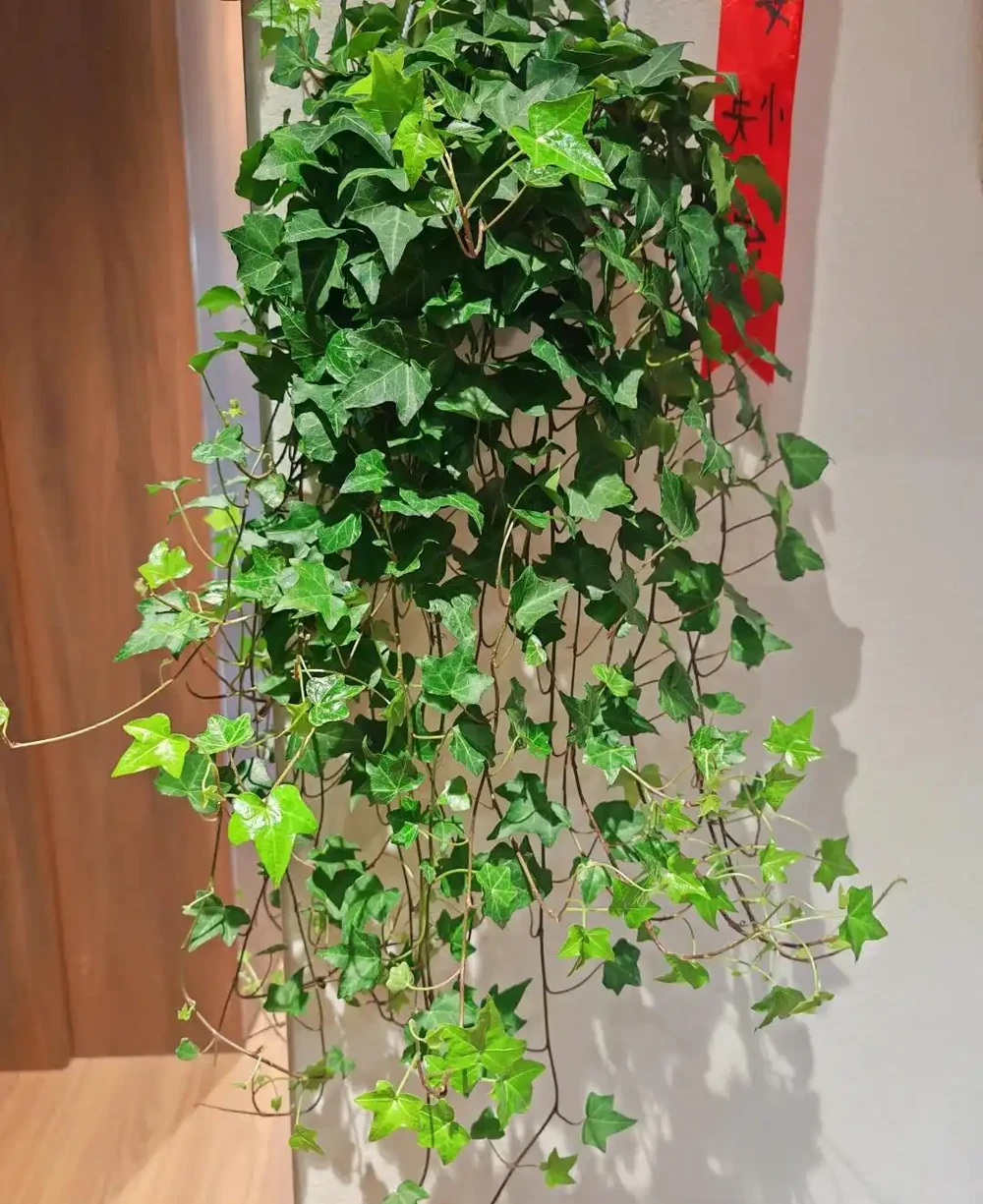 抓住秋天養花黃金期!這10種花越到秋天越要猛灌水,瘋長