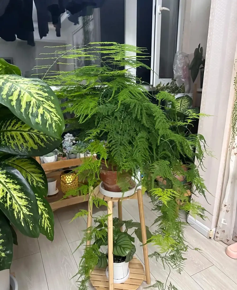 抓住秋天養花黃金期!這10種花越到秋天越要猛灌水,瘋長