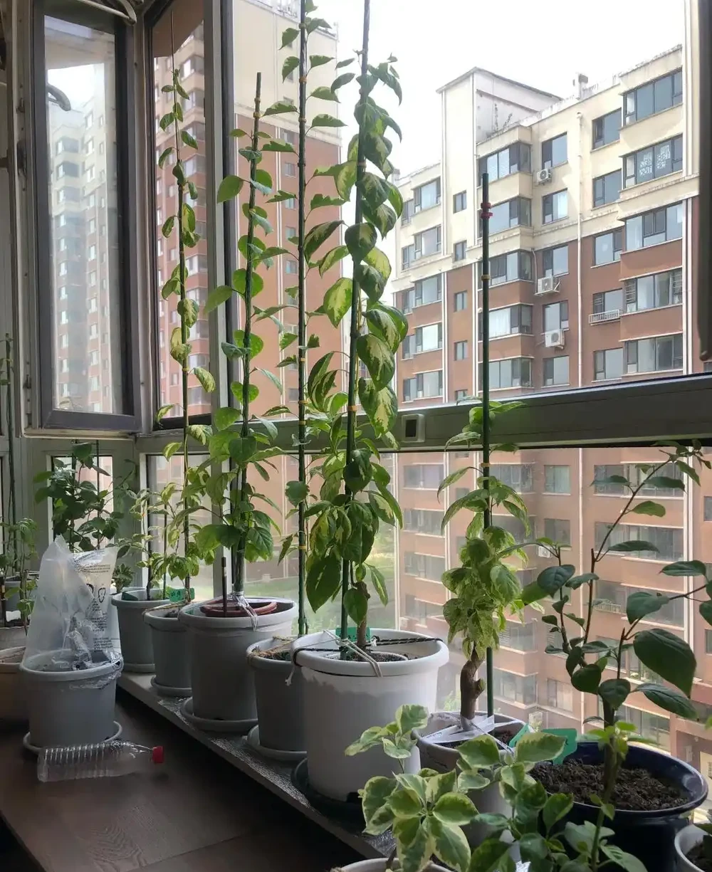 抓住秋天養花黃金期!這10種花越到秋天越要猛灌水,瘋長