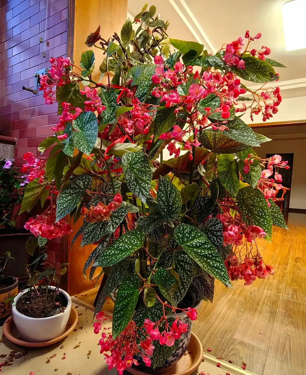 抓住秋天養花黃金期!這10種花越到秋天越要猛灌水,瘋長