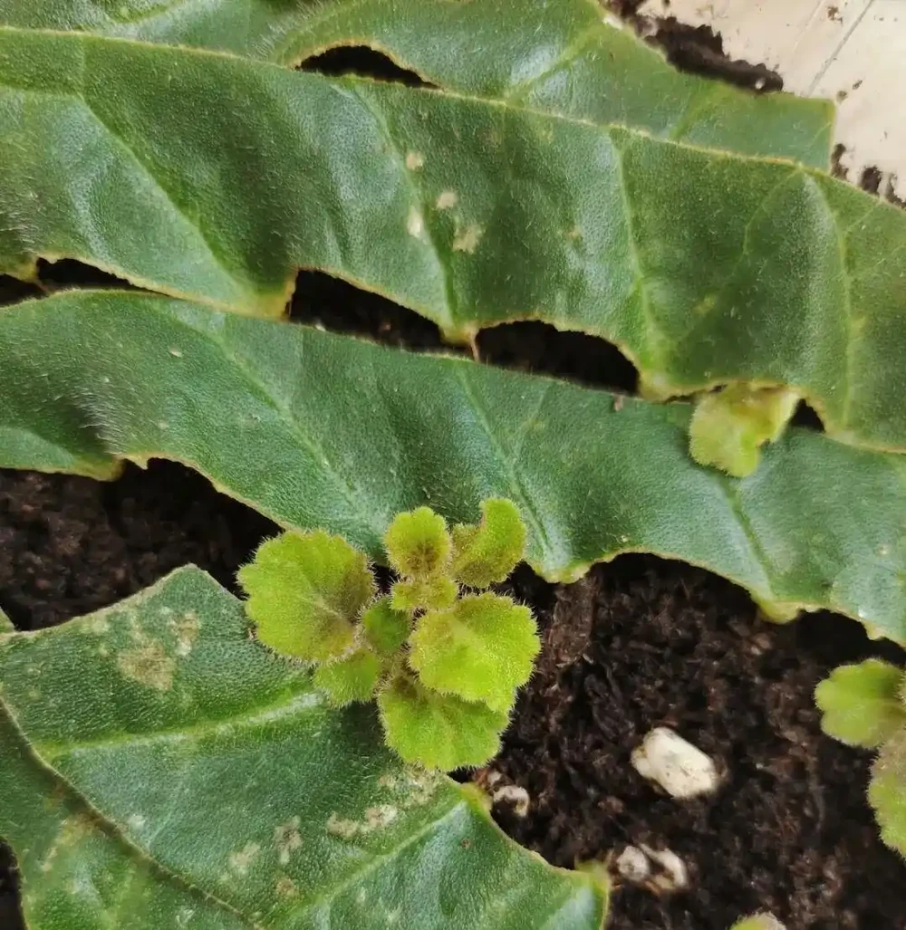 大降溫前，抓緊插枝6種花，有土就長根，要多少有多少！