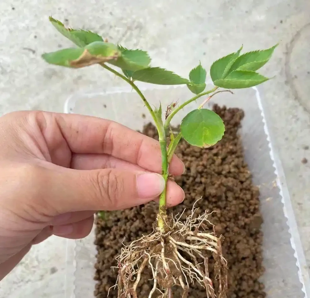 大降溫前，抓緊插枝6種花，有土就長根，要多少有多少！