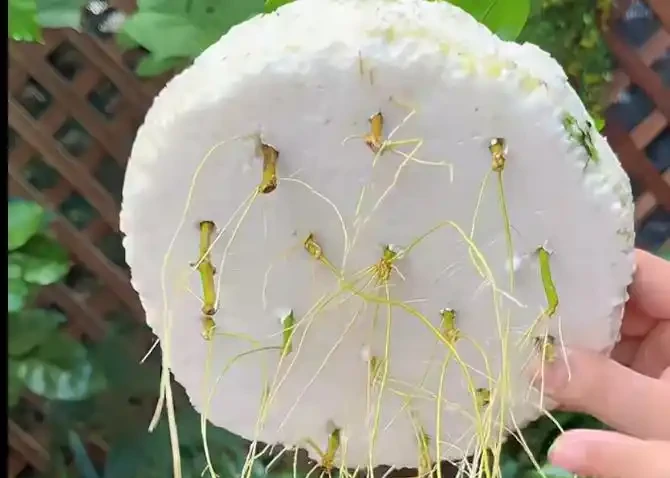大降溫前，抓緊插枝6種花，有土就長根，要多少有多少！
