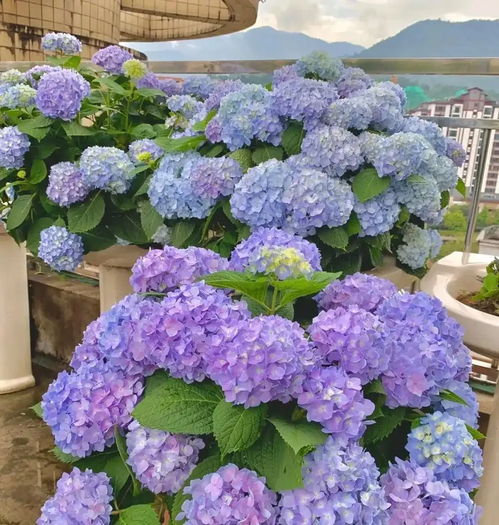 大降溫前，抓緊插枝6種花，有土就長根，要多少有多少！