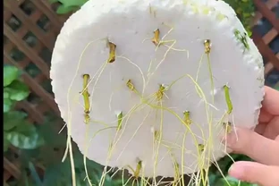 大降溫前，抓緊插枝6種花，有土就長根，要多少有多少！