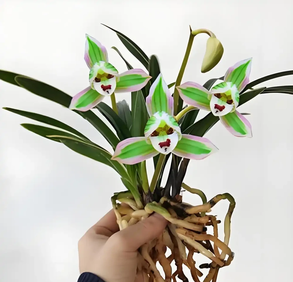 它被譽為「矮種蘭之王」,一盆賞半年,花苞越看越多,這花太爭氣了