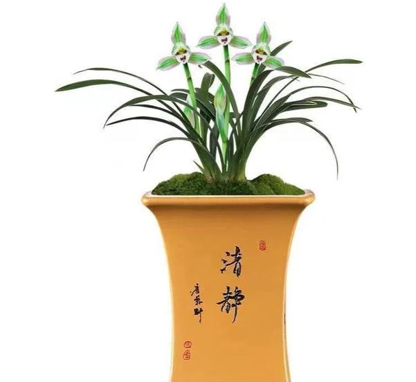 它被譽為「矮種蘭之王」,一盆賞半年,花苞越看越多,這花太爭氣了