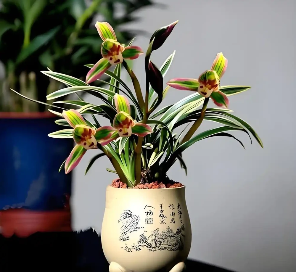 它被譽為「矮種蘭之王」,一盆賞半年,花苞越看越多,這花太爭氣了