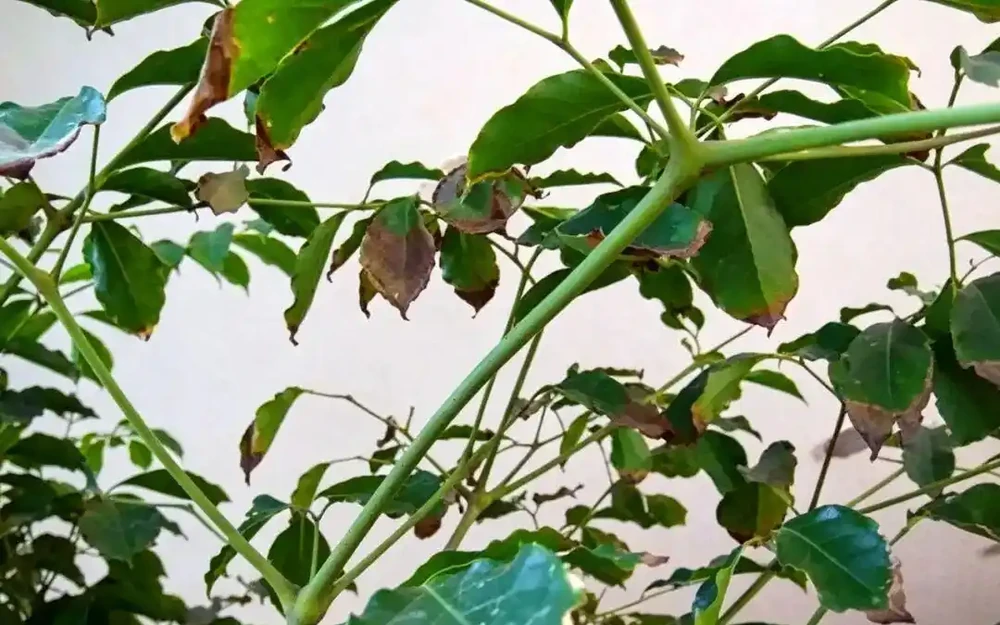 最適用的幸福樹養護方法和病蟲害防治！這樣做不黃葉、不落葉、長勢旺、顏值高