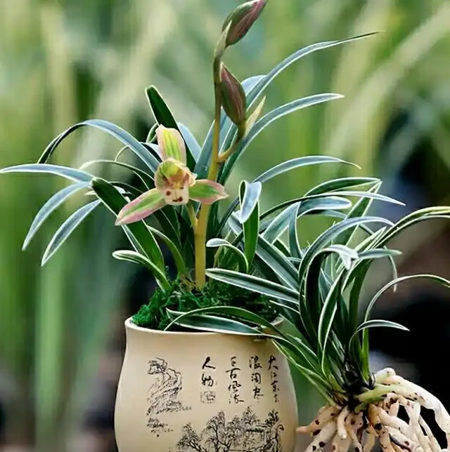 它被譽為「矮種蘭之王」,一盆賞半年,花苞越看越多,這花太爭氣了