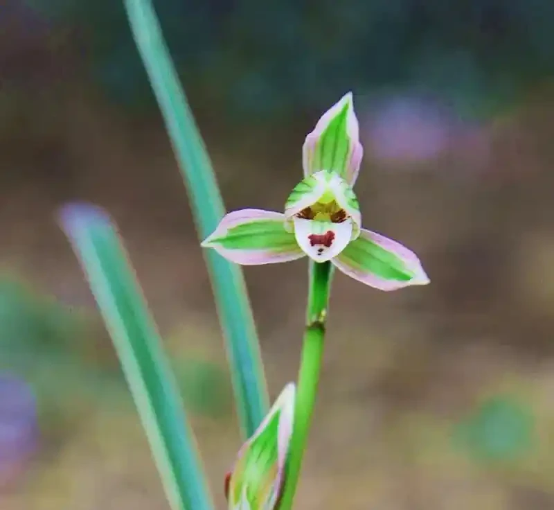 它被譽為「矮種蘭之王」,一盆賞半年,花苞越看越多,這花太爭氣了
