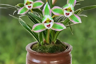 它被譽為「矮種蘭之王」，一盆賞半年，花苞越看越多，這花太爭氣了