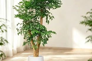 最適用的幸福樹養護方法和病蟲害防治！這樣做不黃葉、不落葉、長勢旺、顏值高