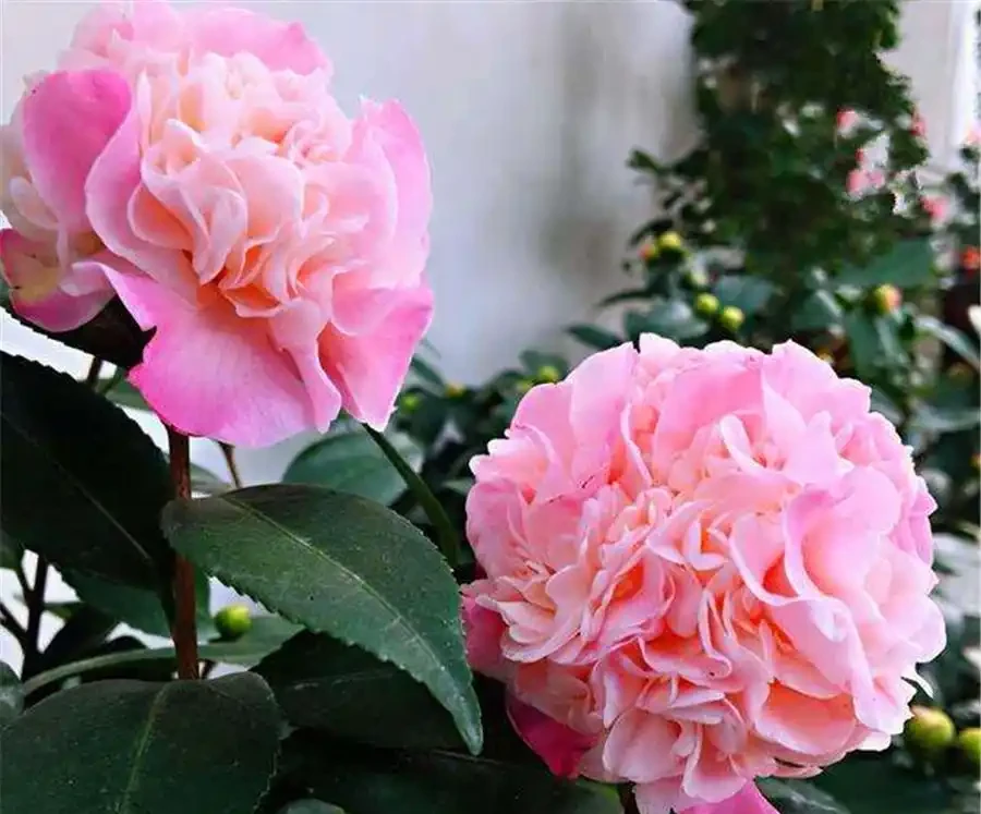 花苞一碰就掉、不開就落?找準4個致命問題,再也不掉蕾,花開滿盆!